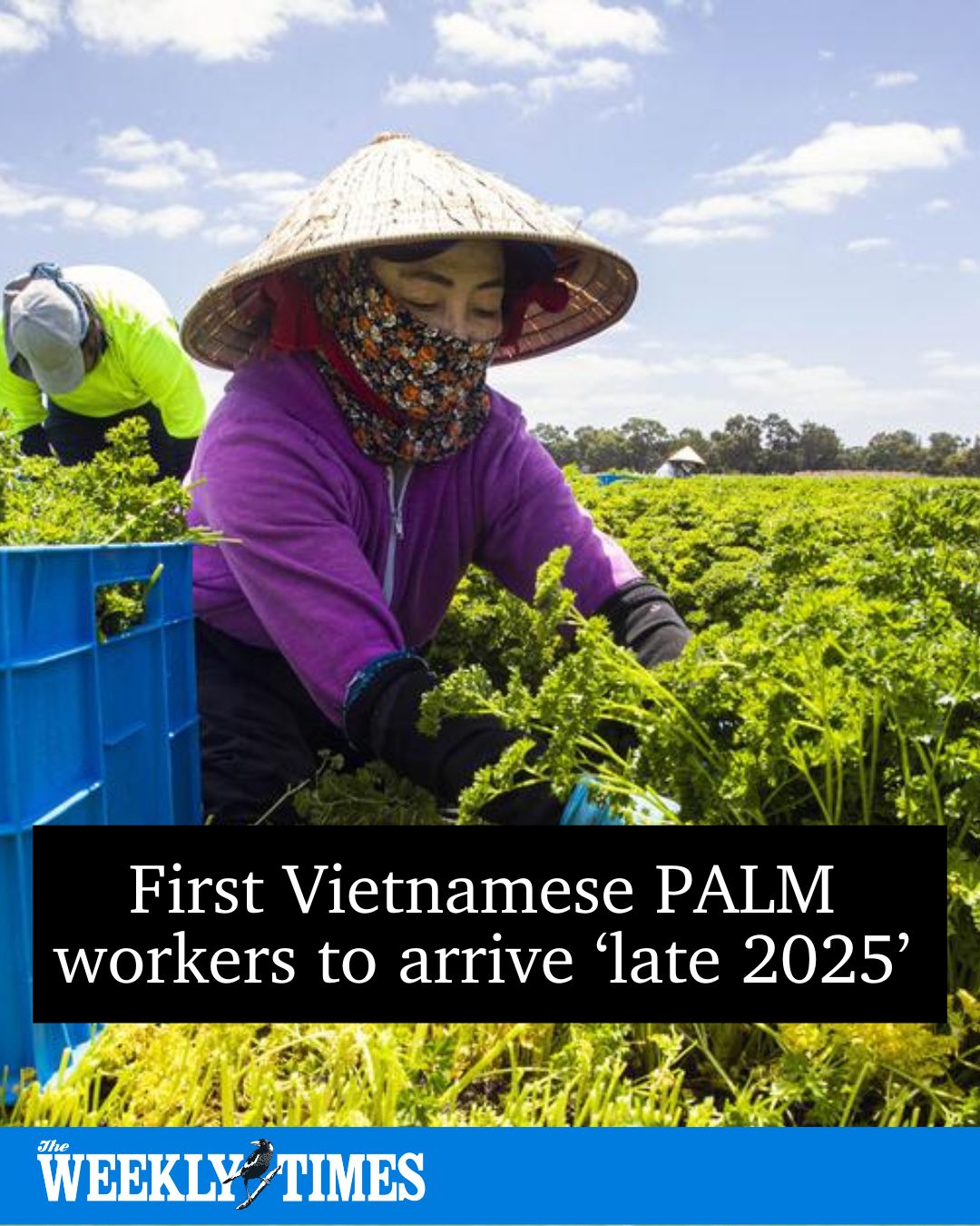 The Weekly - Vietnamese workers are being recruited to work on farms in ...