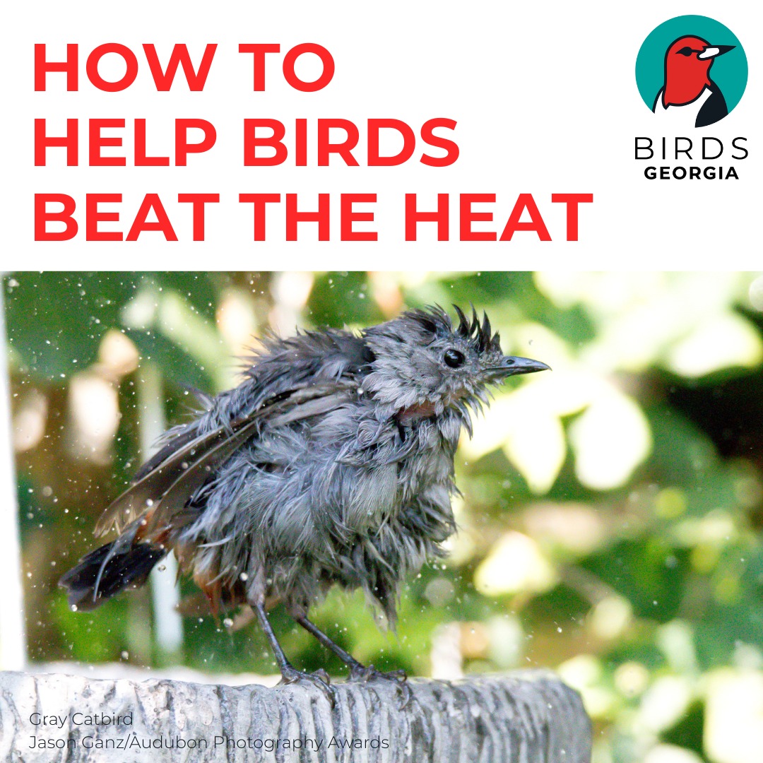 Birds - 🌡️With dangerous heat taking hold this week across Georgia ...