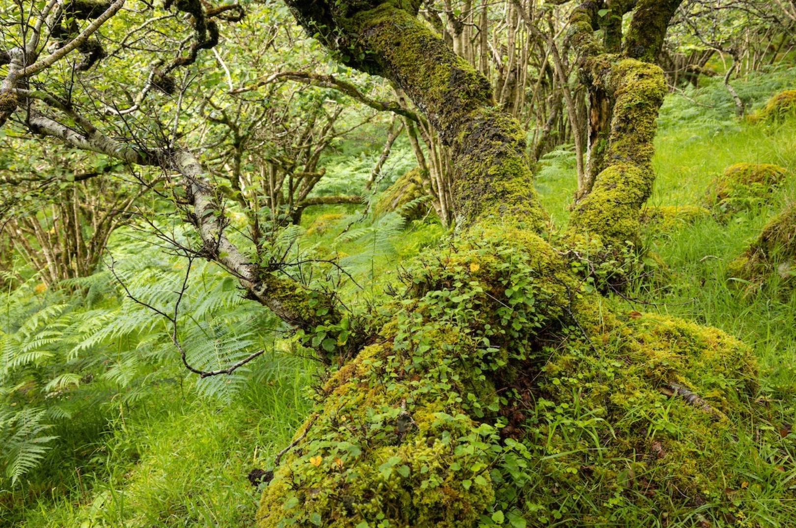 Trees - 🌿 Scotland’s rainforest is a rare and magical place! 🌧️ 💦 High ...