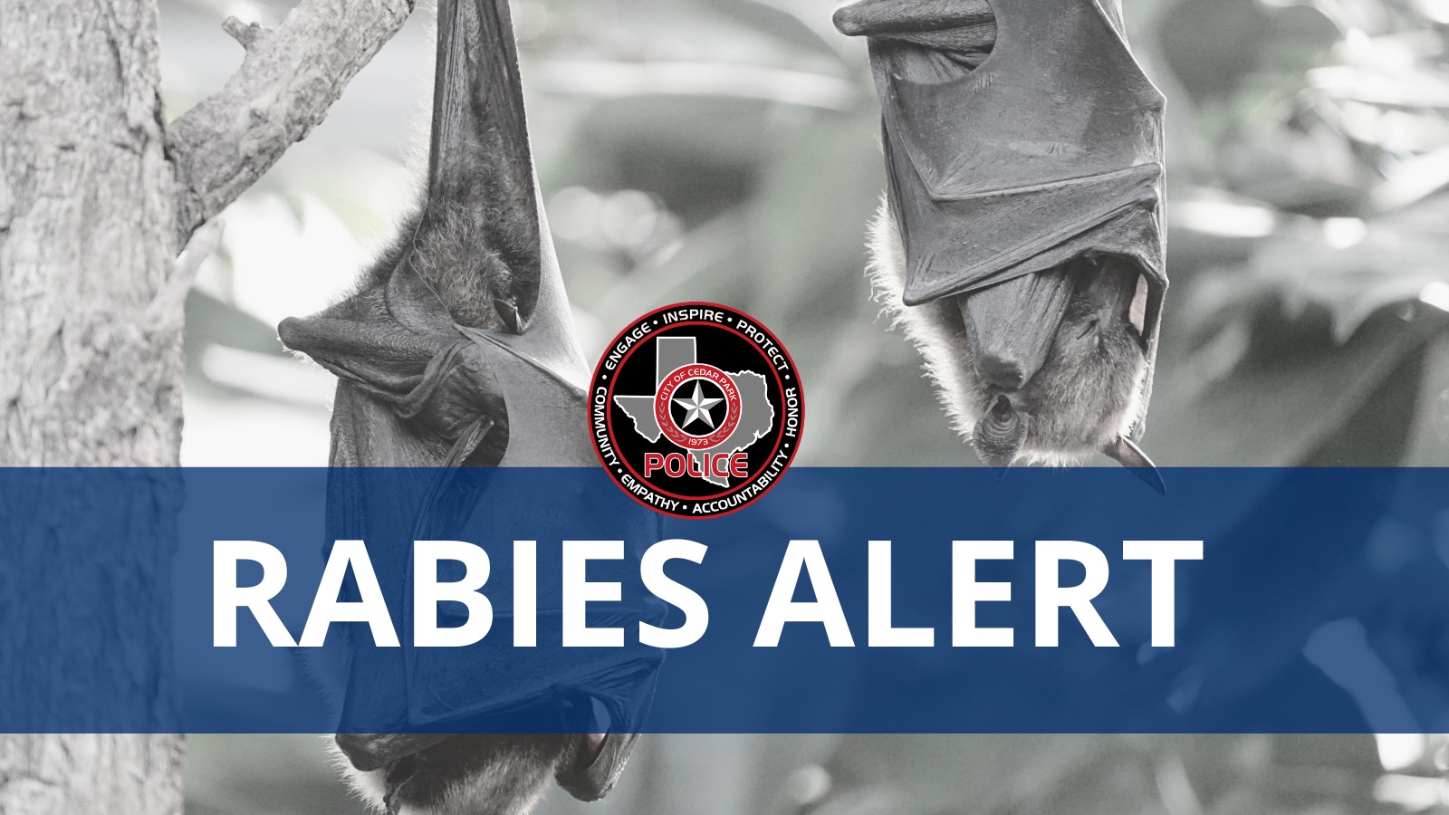 🚨 Rabies Alert 🚨 On... - Cedar Park Police Department | Facebook