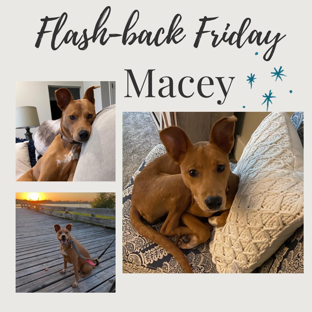🐾 Flashback Friday: Macey! 🐾 Macey... - Lucky 7 Dog Rescue | Facebook