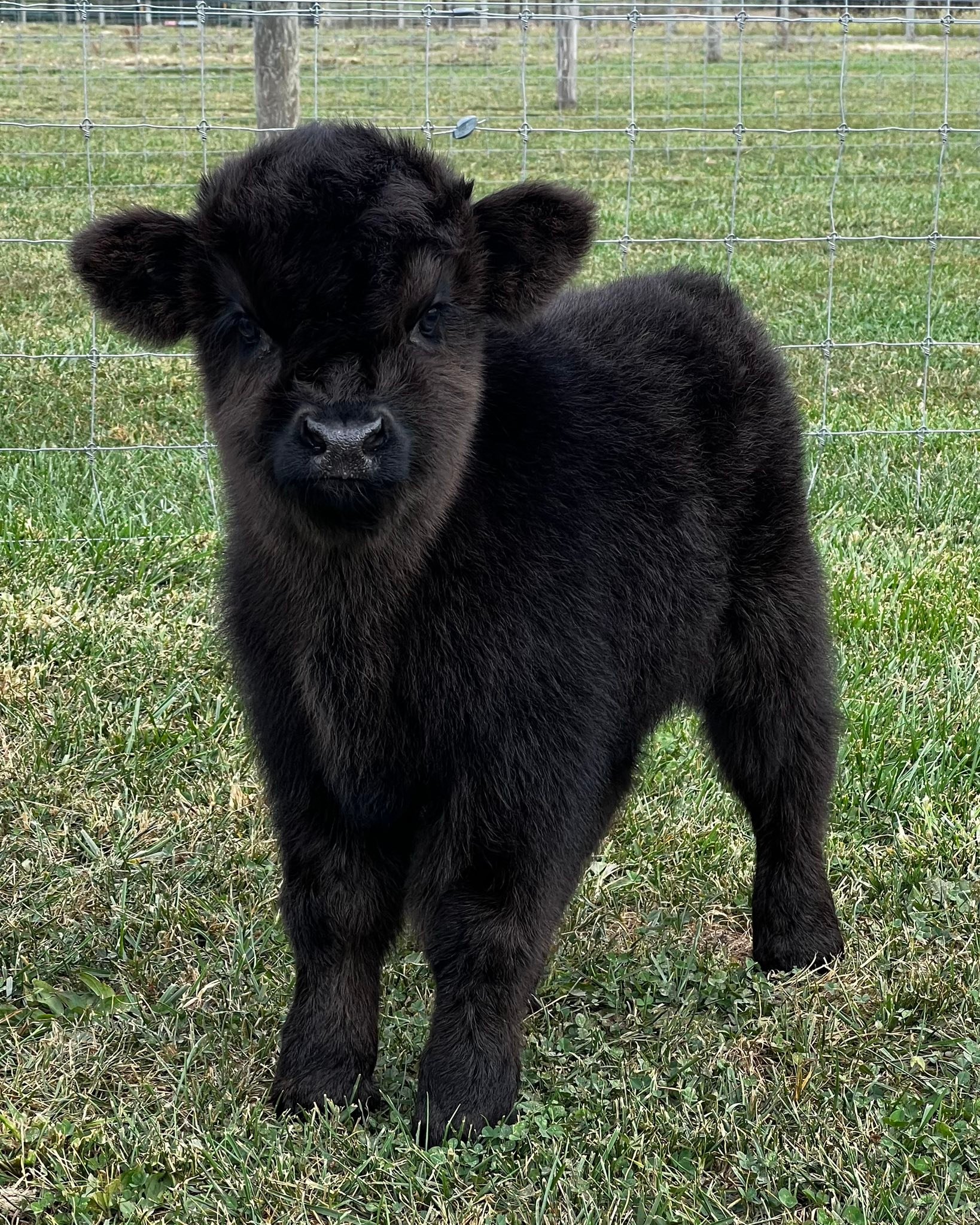 Pandarosa Miniature Ranch... - Pandarosa Miniature Ranch