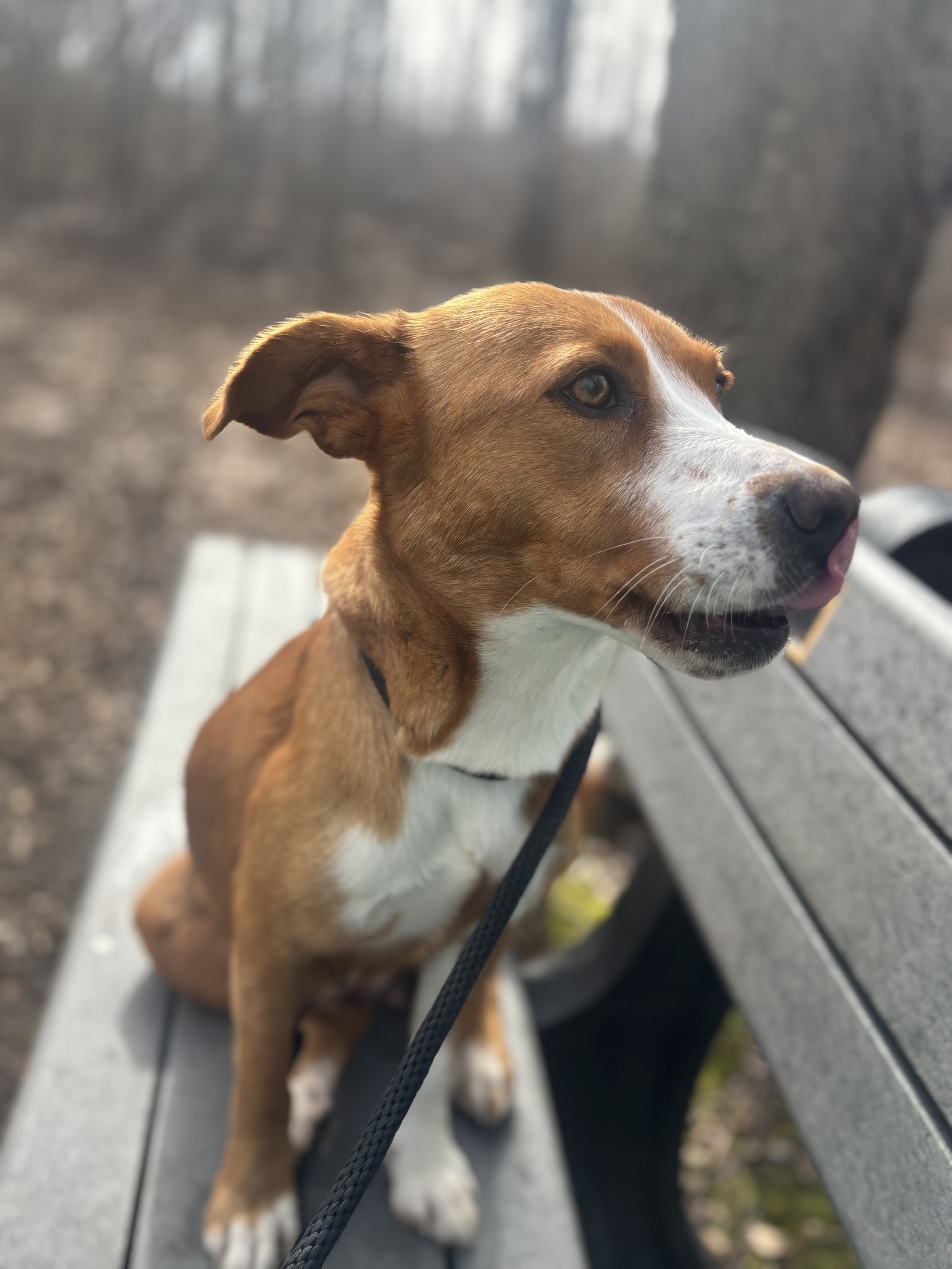 Humane Animal Treatment Society | Mount Pleasant MI