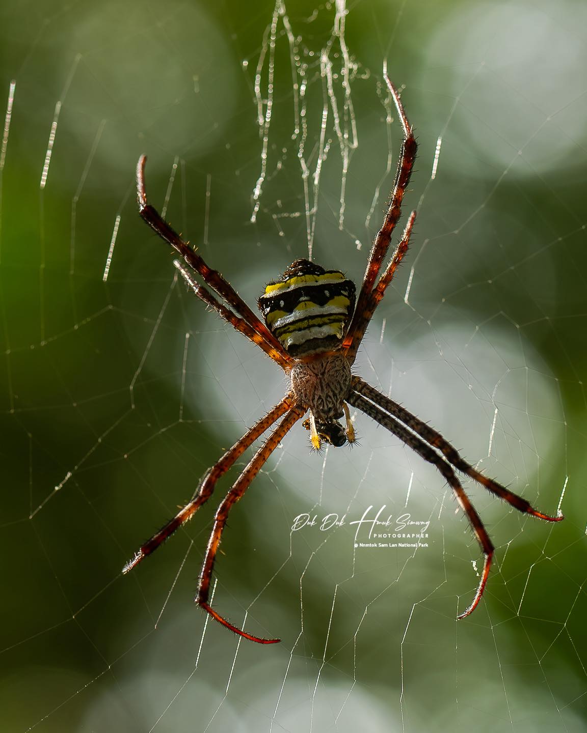 Saint Andrew's Cross Spider in Namtok Sam Lan National Park