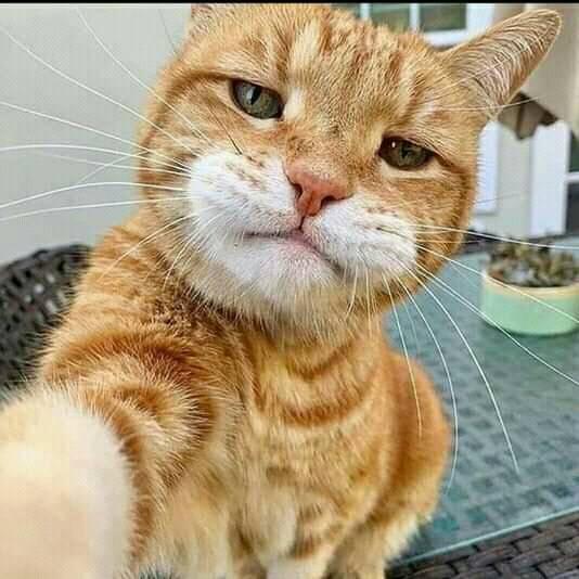 Walpaper Syabil Muka Kucing Lucu Facebook