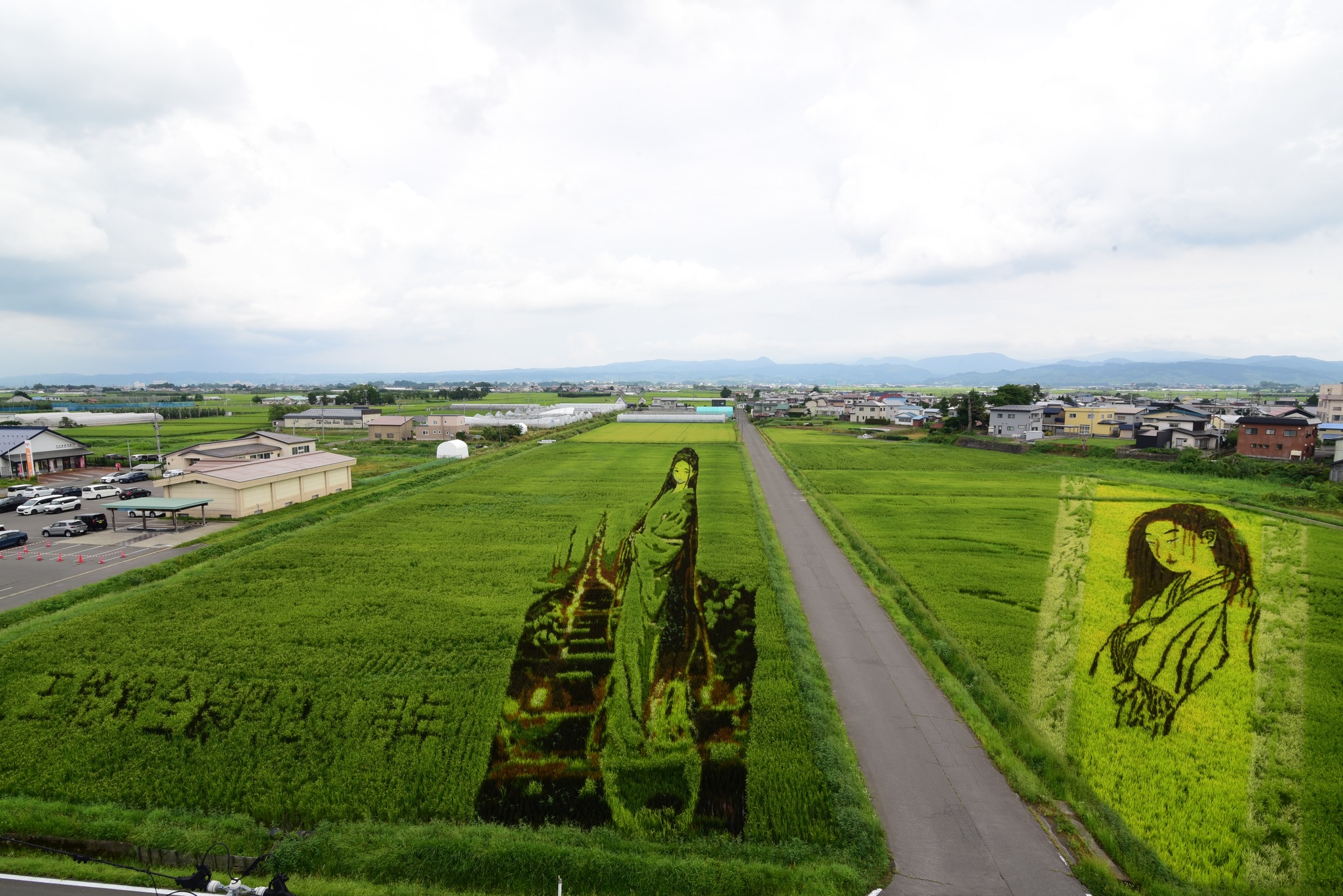 6月19日（金）本日の田んぼアート🌾 先日植えたばかりの稲も生長し、絵