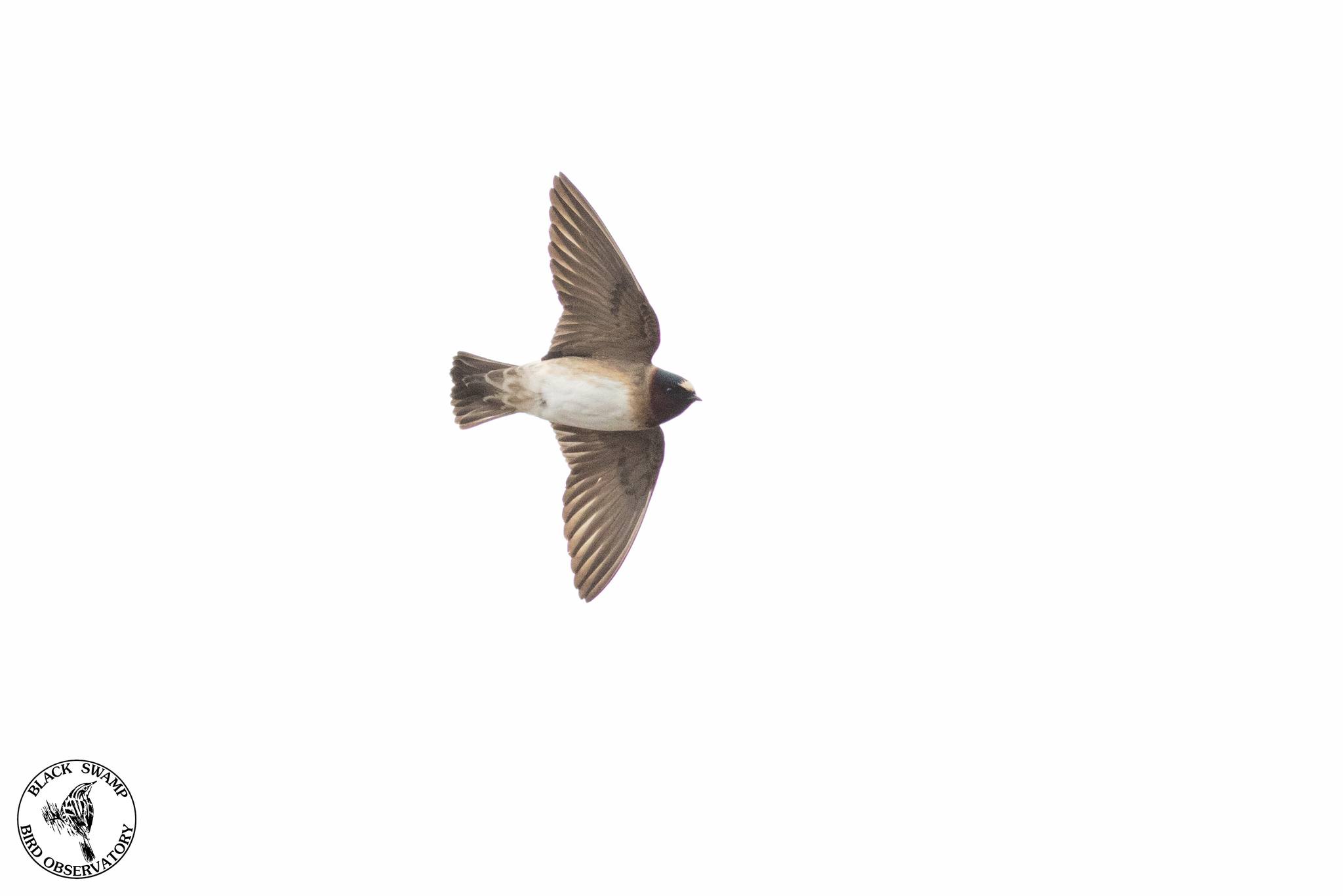 Bird species spotted at Market Lake WMA on 5-11-2023