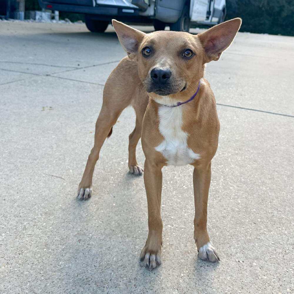 Sweet - VIMVILLE MA Rescue License 0078 https://www.sweetpawsrescue.org ...