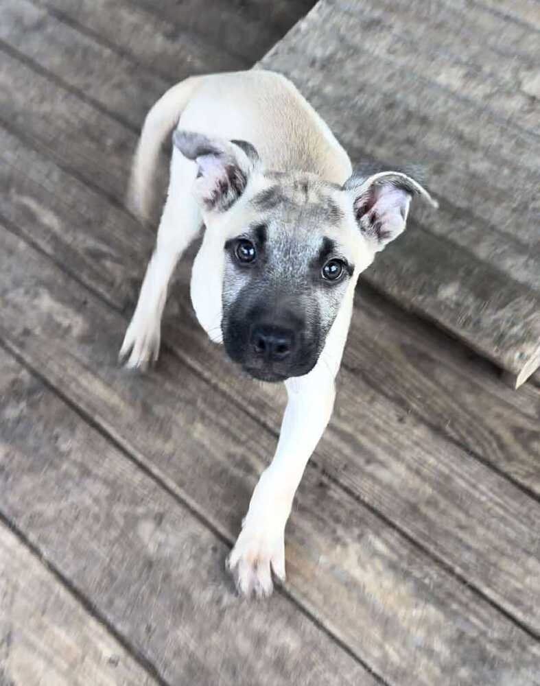 Sweet - OLLIE MA Rescue License 0078 https://www.sweetpawsrescue.org ...