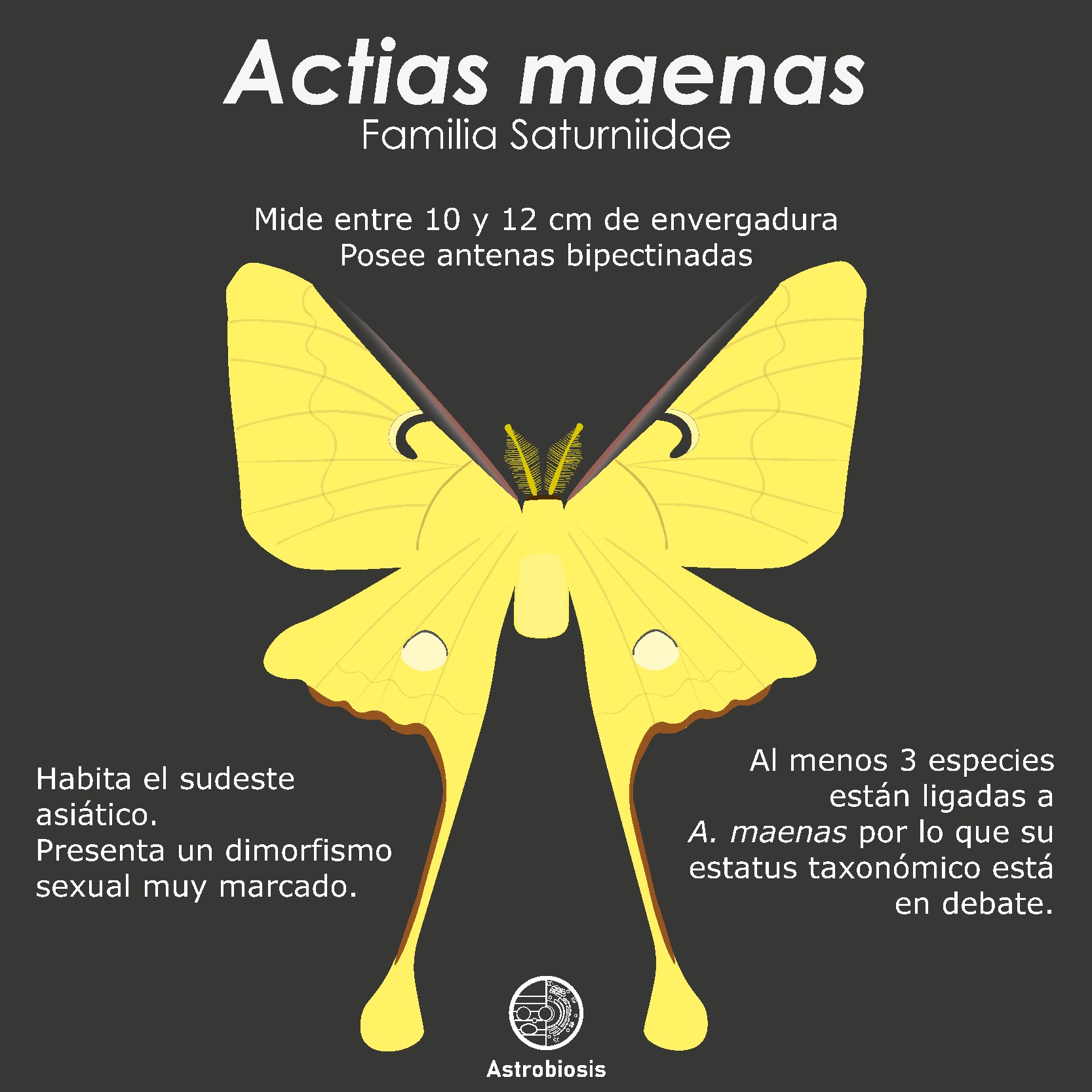 Astrobiosis: Ciencia Ilustrada - Ilustración #3: Actias maenas ...