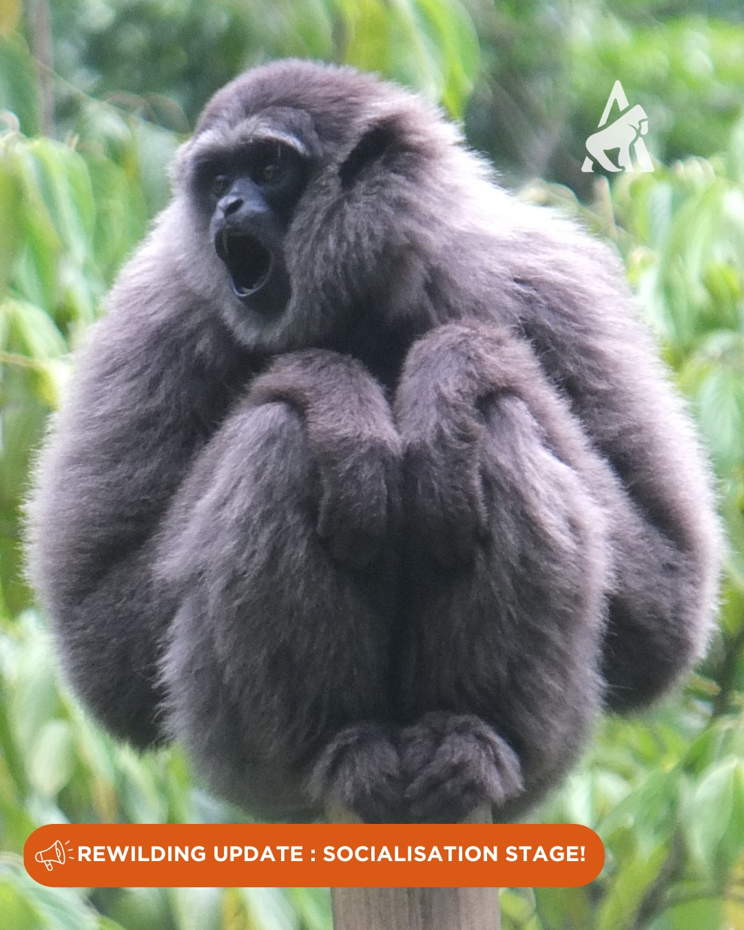 The Aspinall - Update from our latest rewilding project! 📣 This is Satu ...