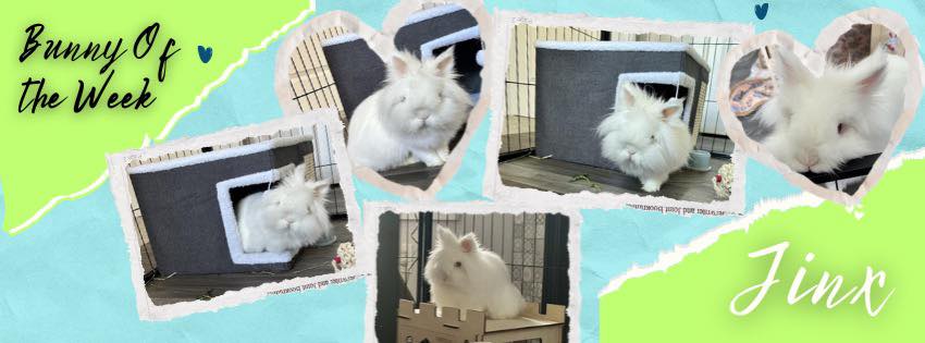 Rabbit Angels Rabbit Rescue