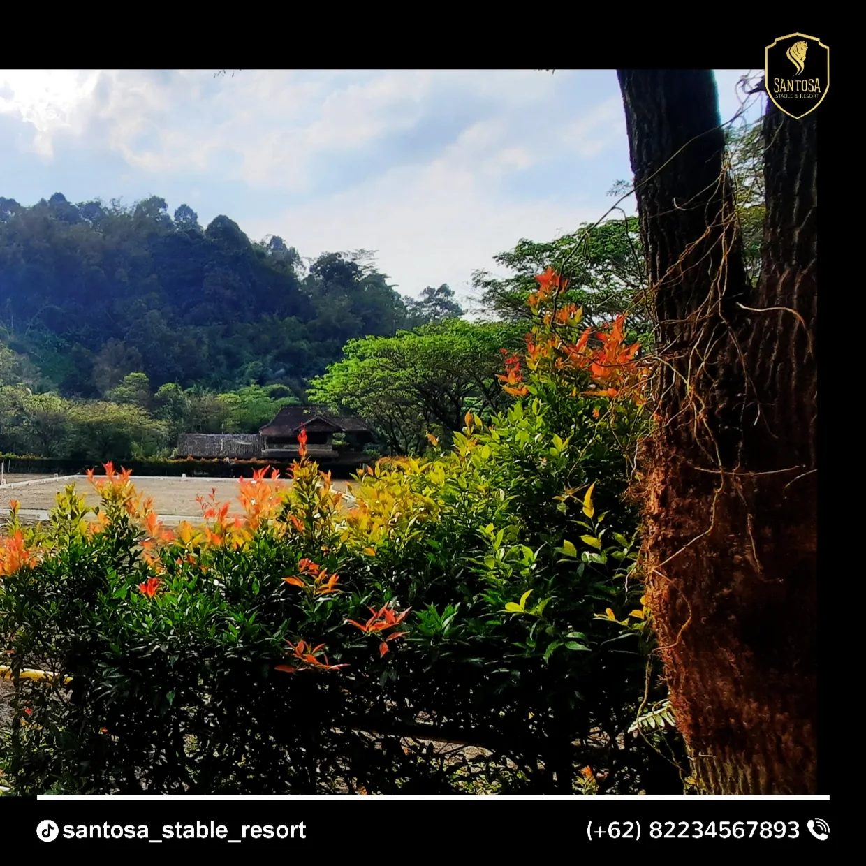 Santosa Stable | Boja