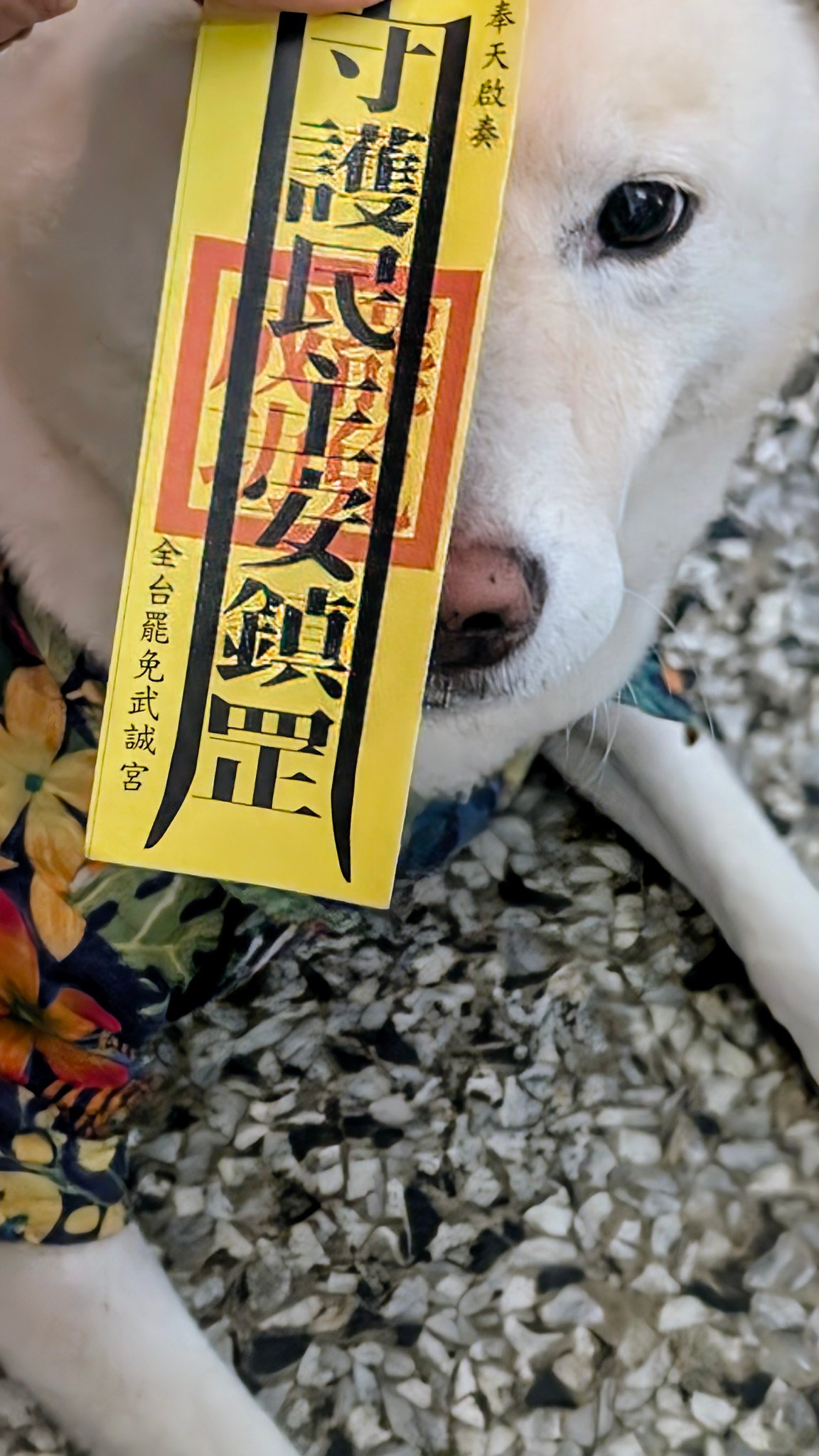 磨磨 茶 - 罷免連署書簽了嗎？ 小白可以幫忙哦。... | Facebook