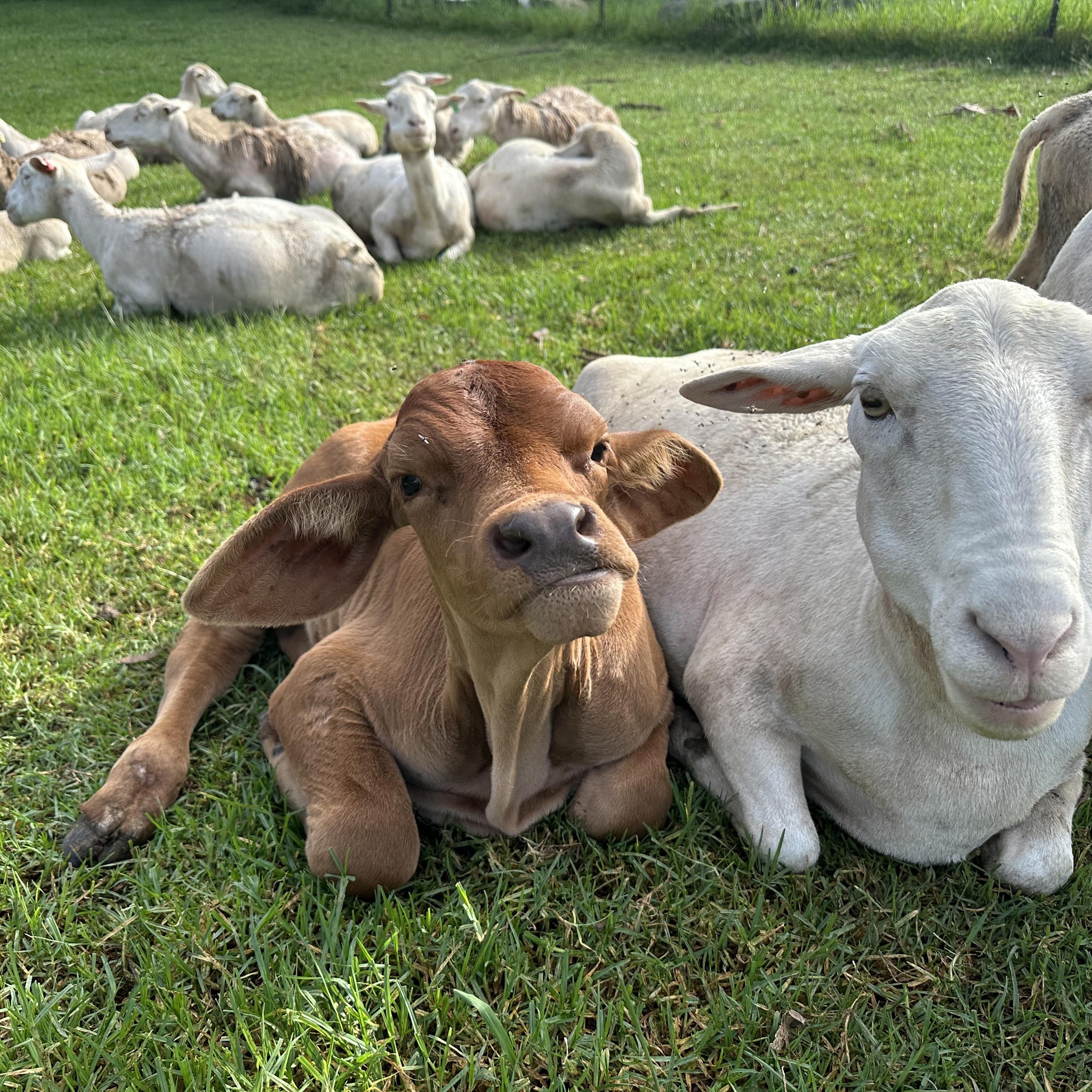 Echo Valley Farm -... - Echo Valley Farm - Springbrook