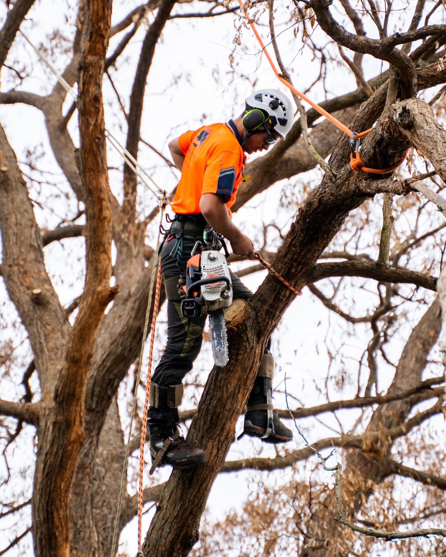 Rennie Bros Tree Services | Sydney NSW