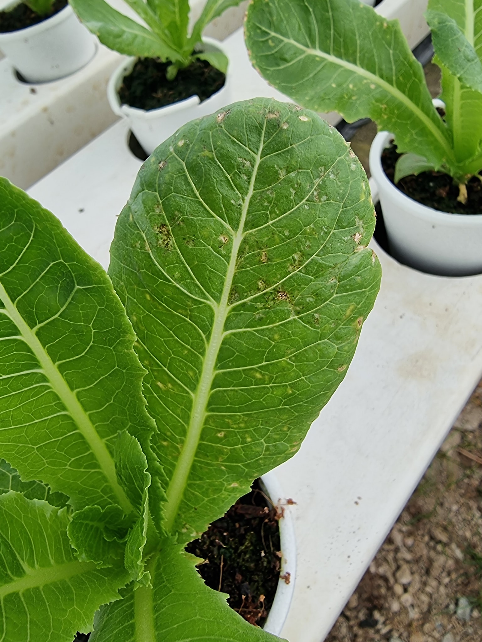 Katanim - Nutrient Deficiency in Hydroponics: A Reminder... | Facebook