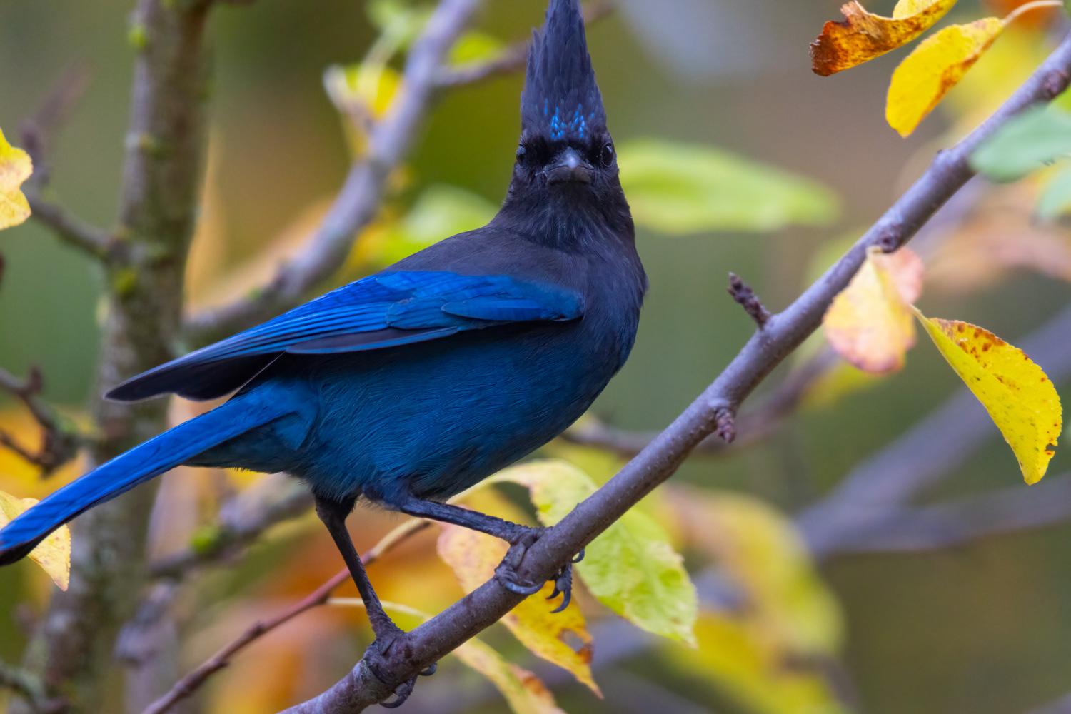 ネンネン鳥更新しました Several bird species are being renamed, including the stellar's jay