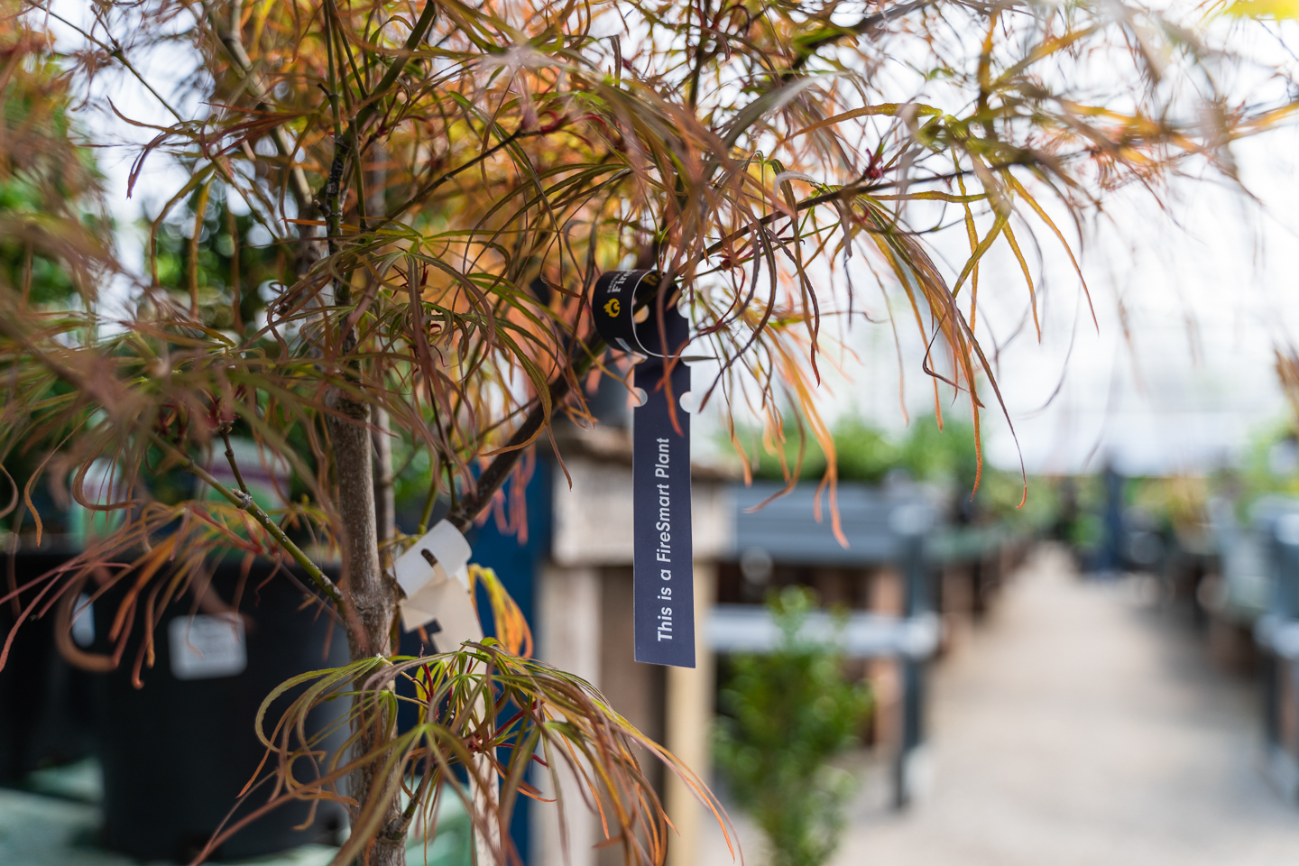 City - 🍃 Want a beautiful garden and a wildfire-resistant property? We ...