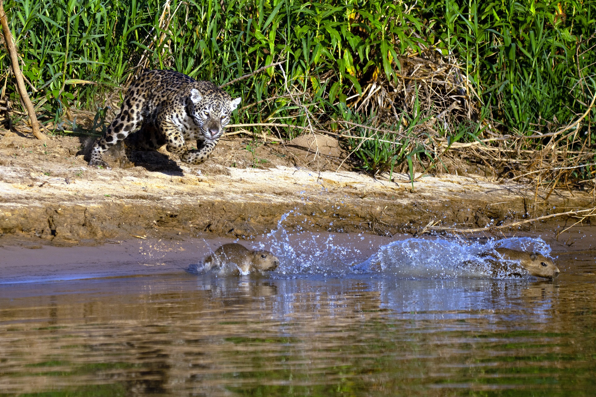 Roaring - This is the intense moment a jaguar launched toward two young ...