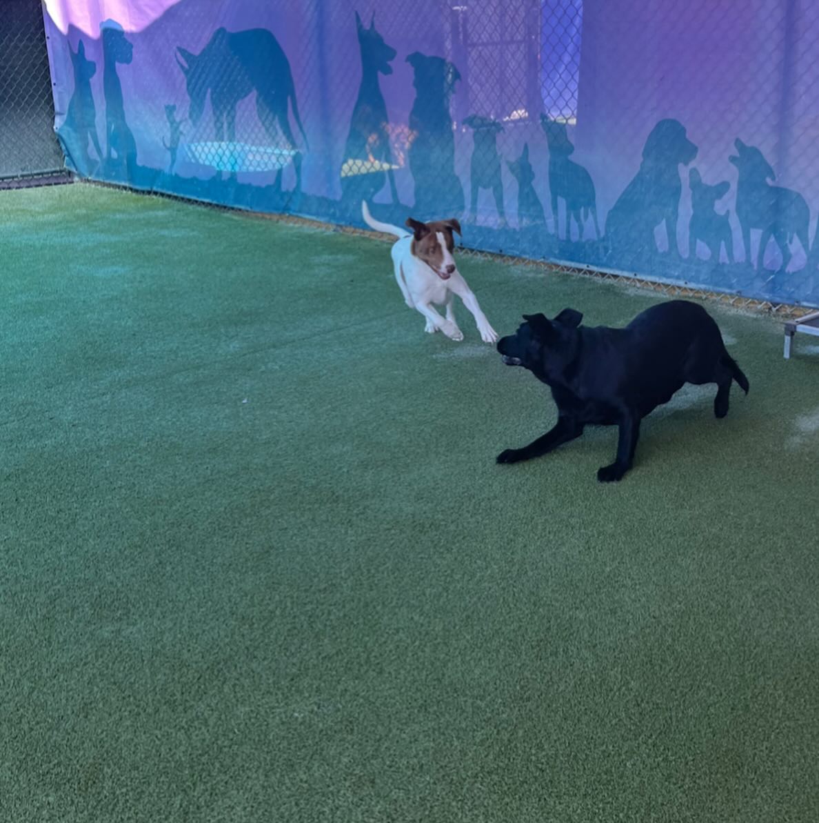 Beaches Jet Set Pets | Jacksonville Beach FL