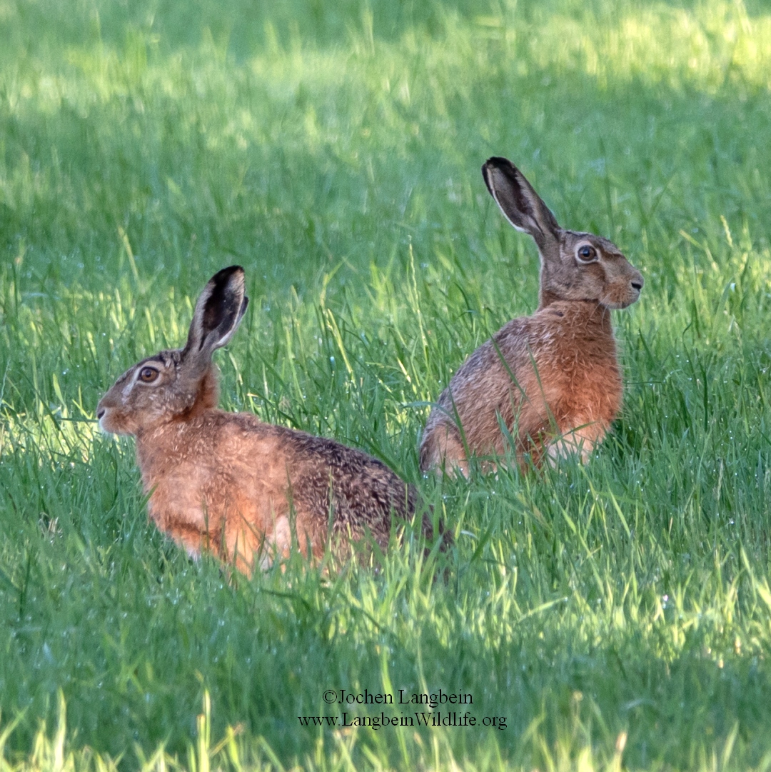 Langbein - HAPPY EASTER 🐰🐇 Brown Hares - the true EASTER BUNNY (which ...