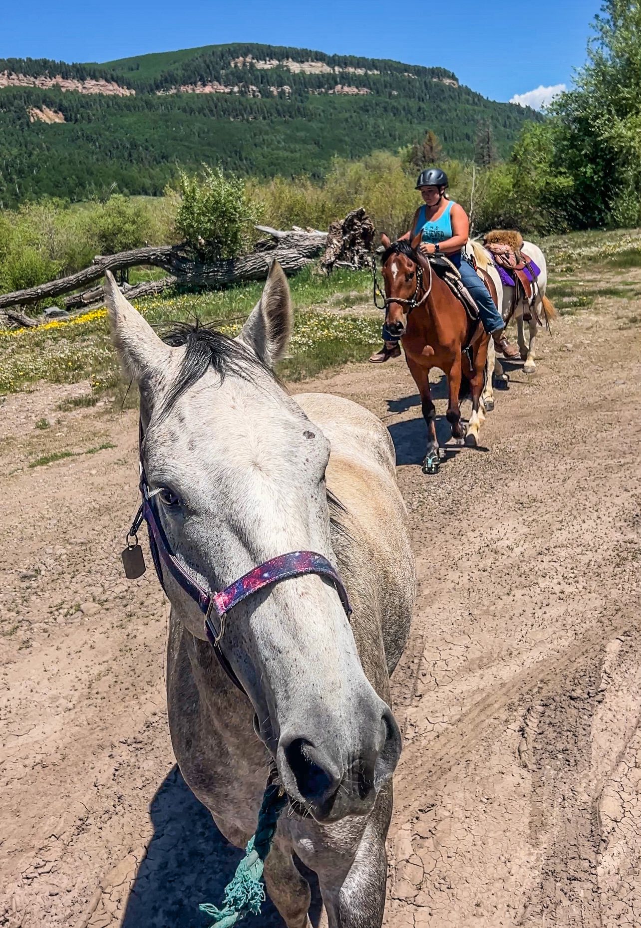 Scout's - I am riding bareback because I felt safer. That I could slid ...