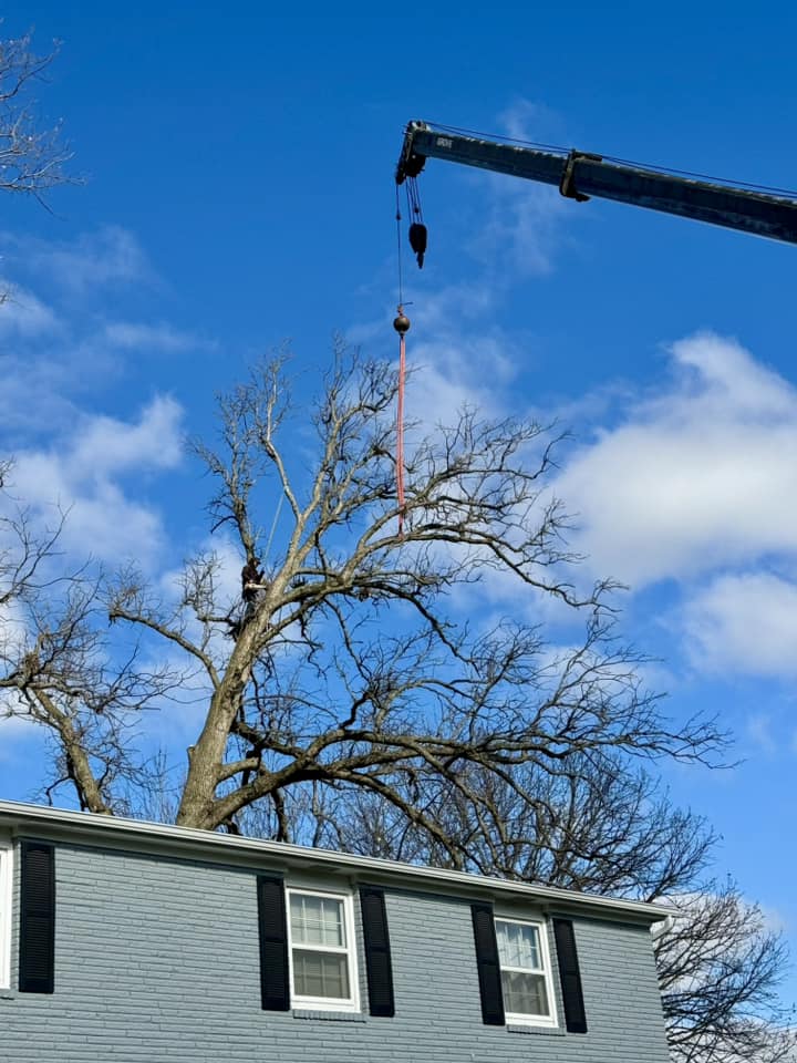 Snyder’s Tree Service LLC | Fort Wayne IN
