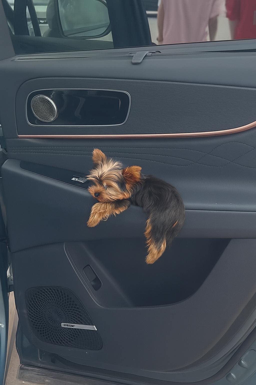 The Yorkies - “POV: You’re just a tiny passenger enjoying first-class ...