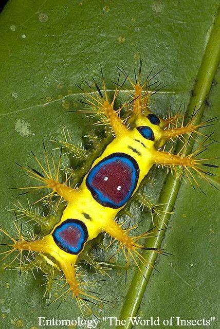 wattle-cup-caterpillar-entomology-the-world-of-insects-facebook