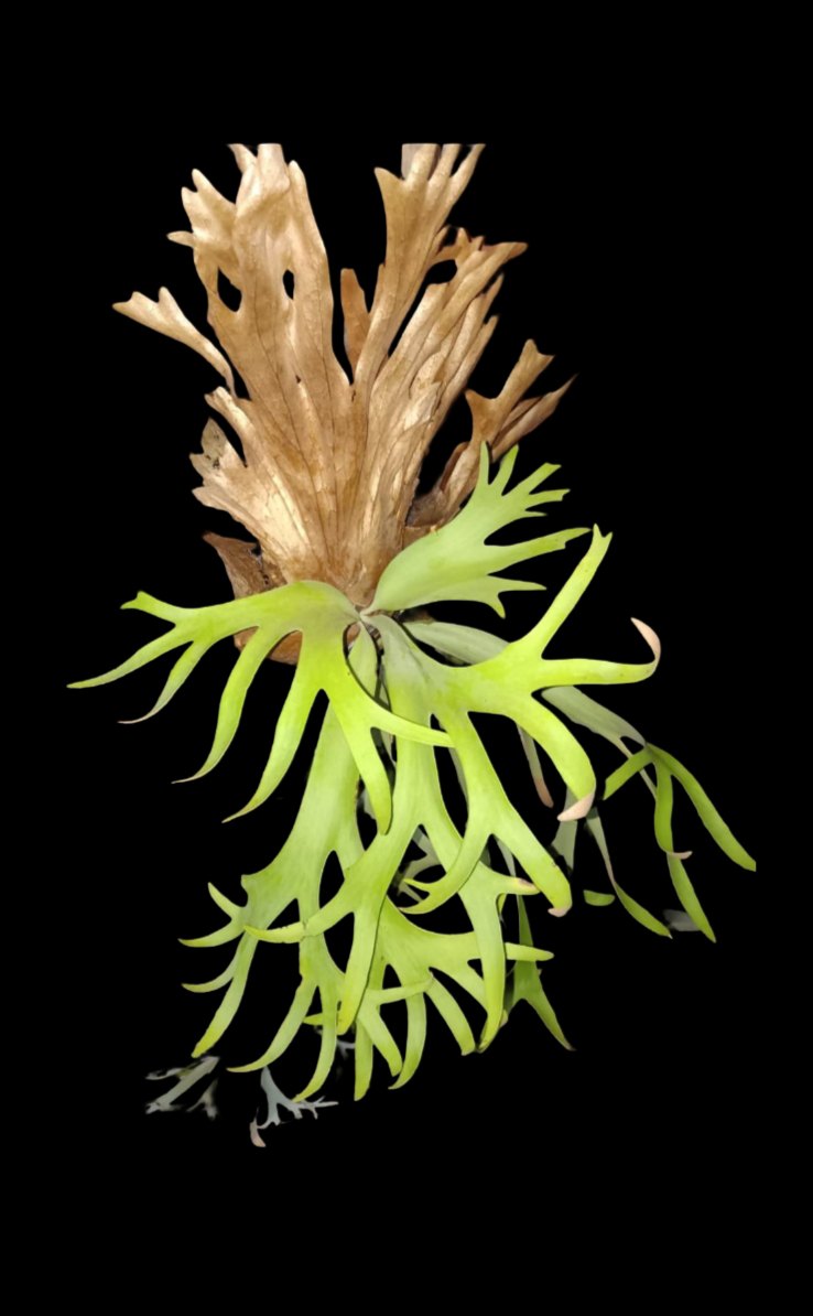 Platycerium willinckii 'OMG' sporelings available for sale. Price