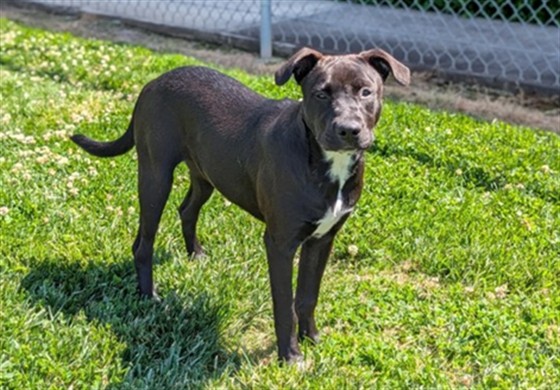Friends of Sutter Animal Shelter | Yuba City CA