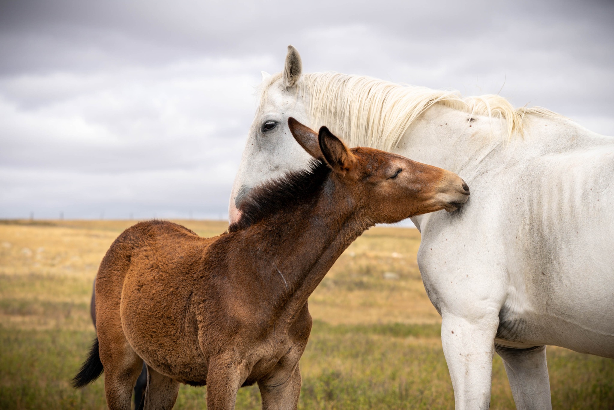 Poils - 🤓🔎Enkele interessante weetjes…over de beestjes! 🔎🤓 🐴Ken jij het ...