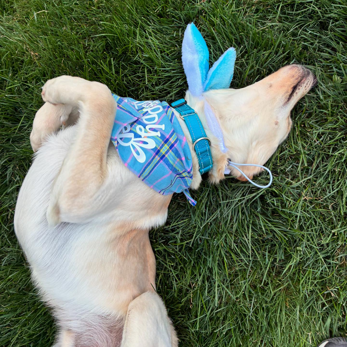 Mile High Labrador Retriever Mission