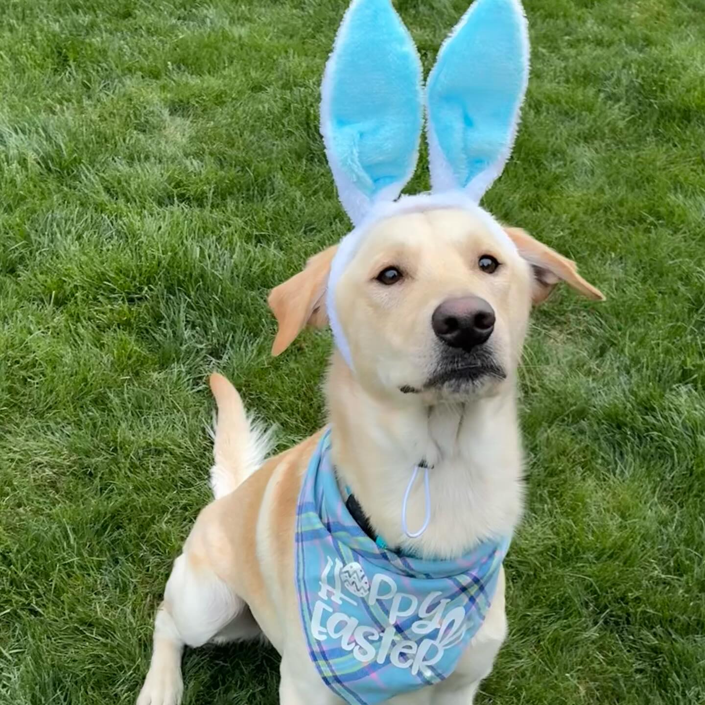 Mile High Labrador Retriever Mission