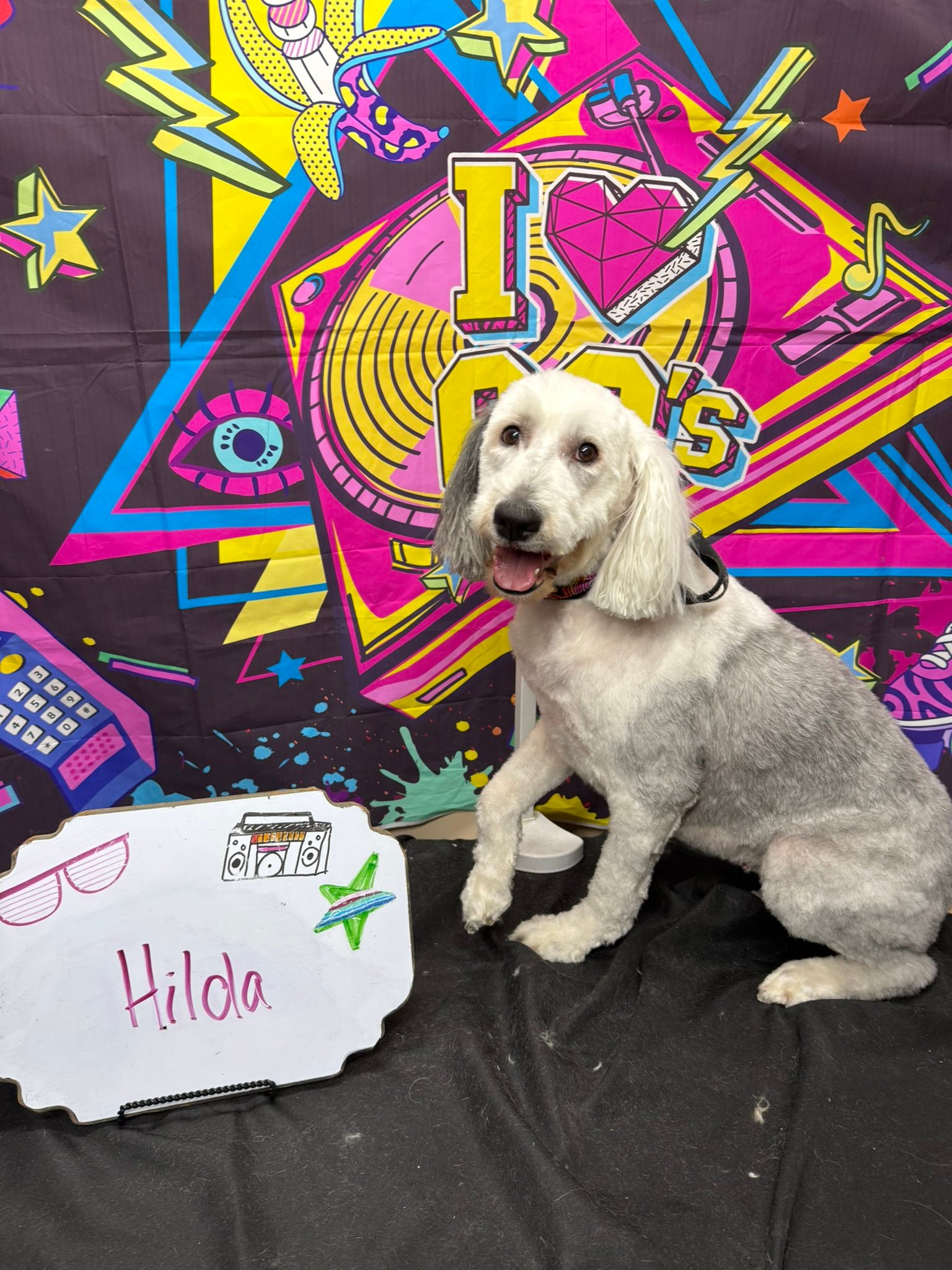 A Cut above Dog Grooming: Elevate Your Pet's Style