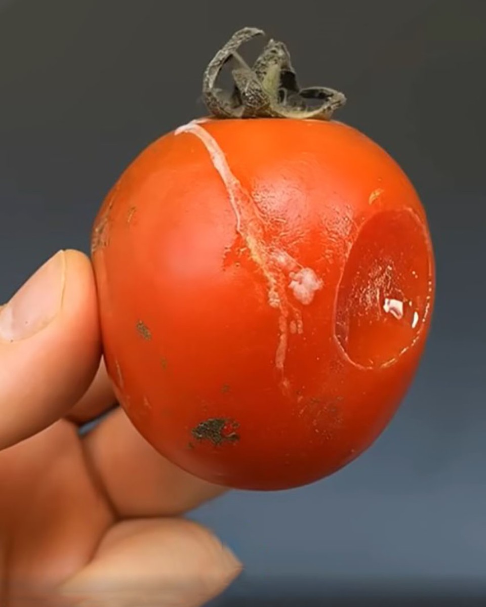 Women - Don't throw away rotten tomatoes. The more rotten they are, the ...