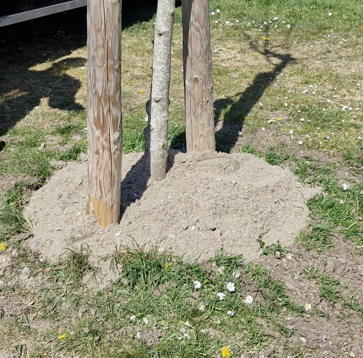 Gemeente - De huismus was vroeger een vogel die je veel zag in de stad ...