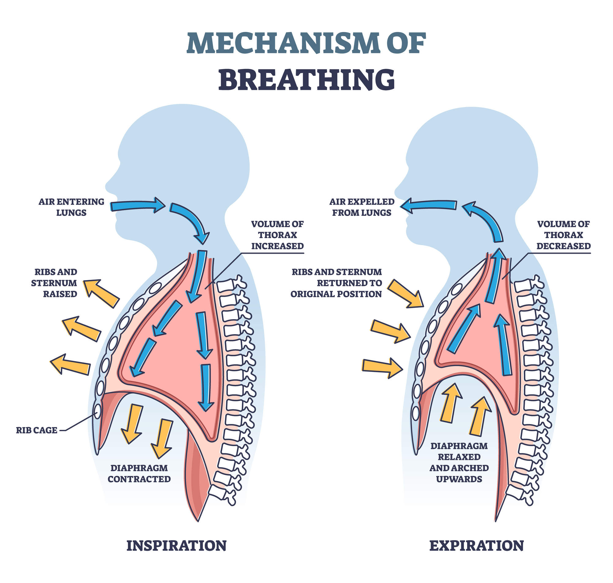 The mechanism of breathing... - Respiratory Therapy Zone | Facebook
