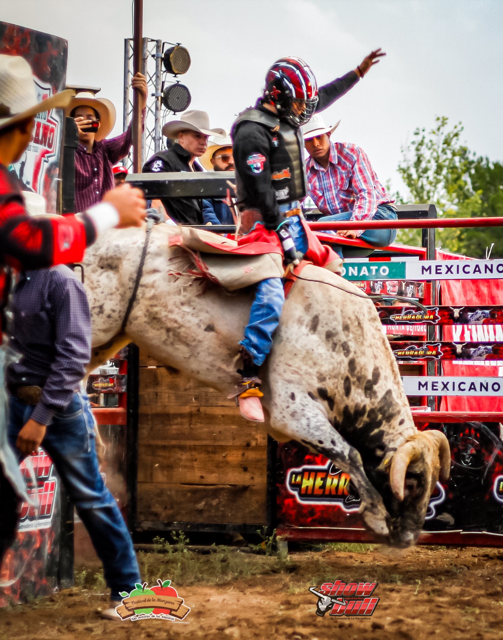 Show bull rodeo | Arteaga