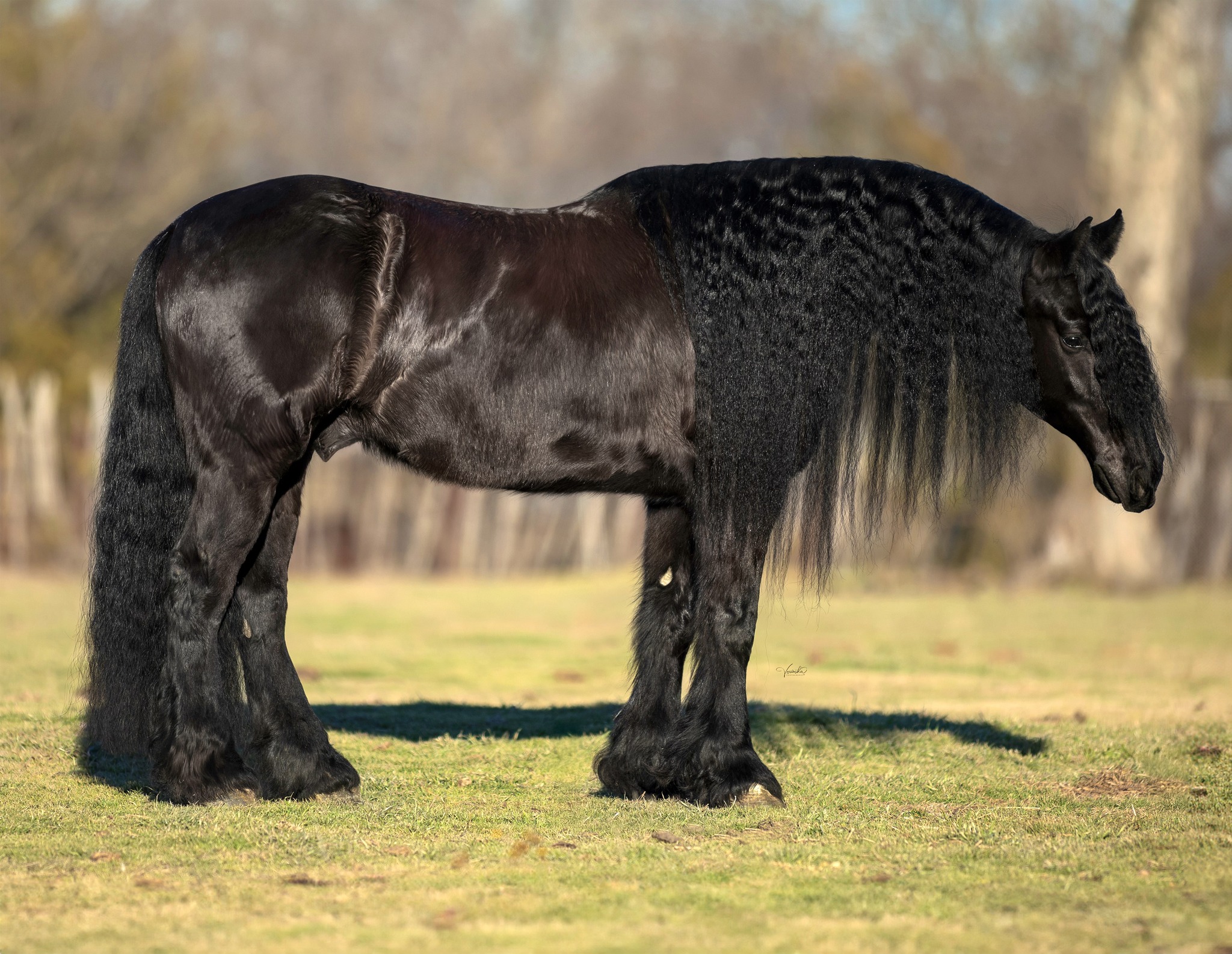 ⭐ 🅗🅘🅖🅗🅛🅘🅖🅗🅣 🅡🅔🅔🅛 ⭐ 𝐂𝐢𝐬𝐜𝐨 ▪️AQHA registered