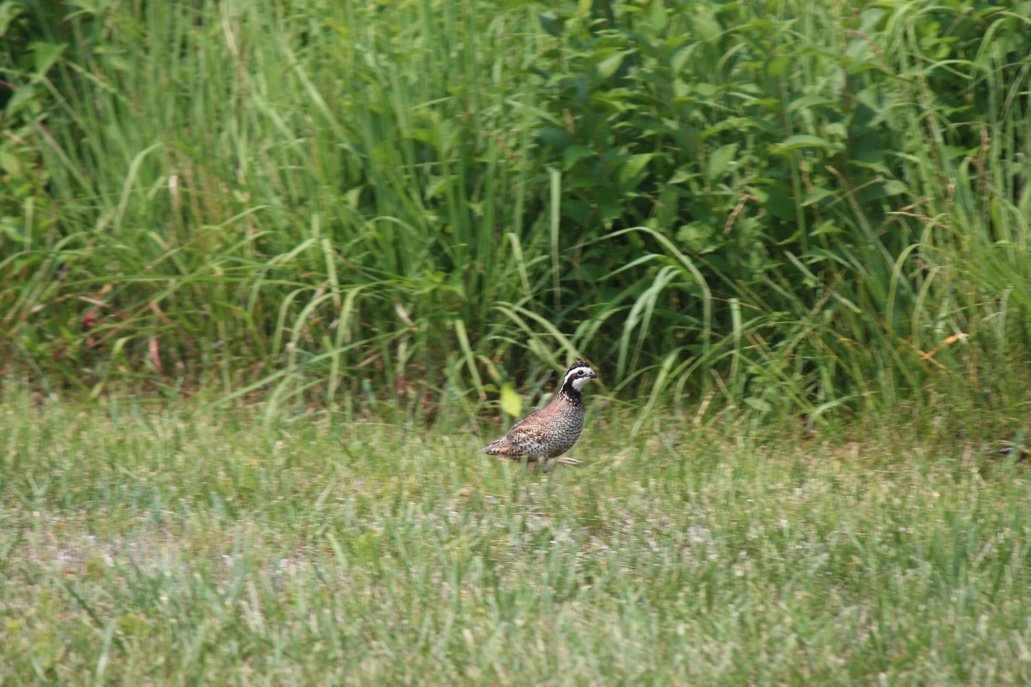 Pheasants Forever added a new photo. - Pheasants Forever