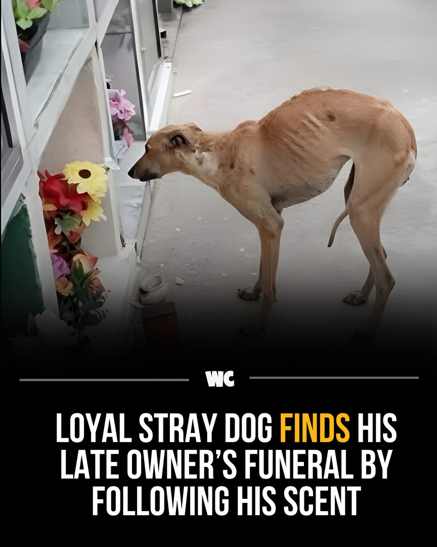After his master passed away, a dog named Shadow followed the