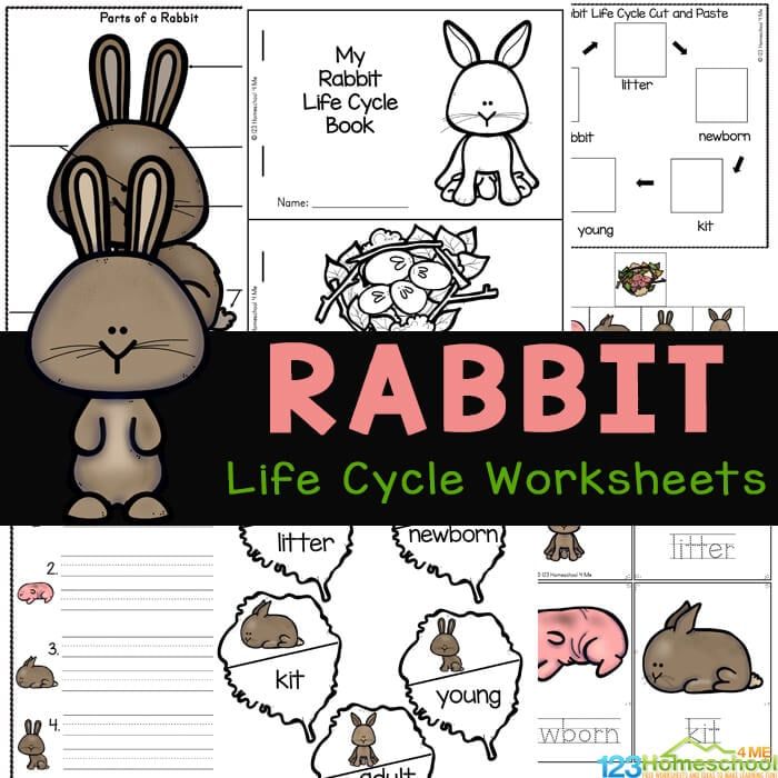 🐰 FREE Printable Rabbit Animal Life... - 123 Homeschool 4 Me | Facebook