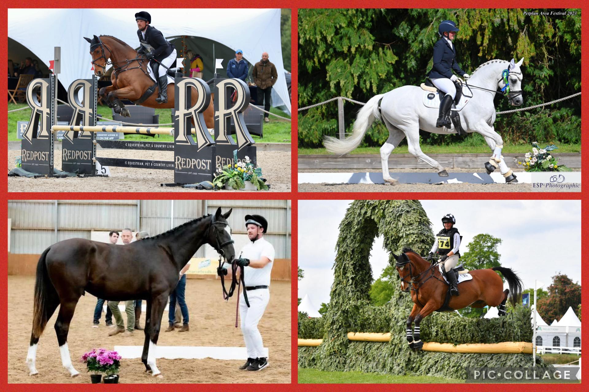 Andrews Performance Horses | Bere Regis