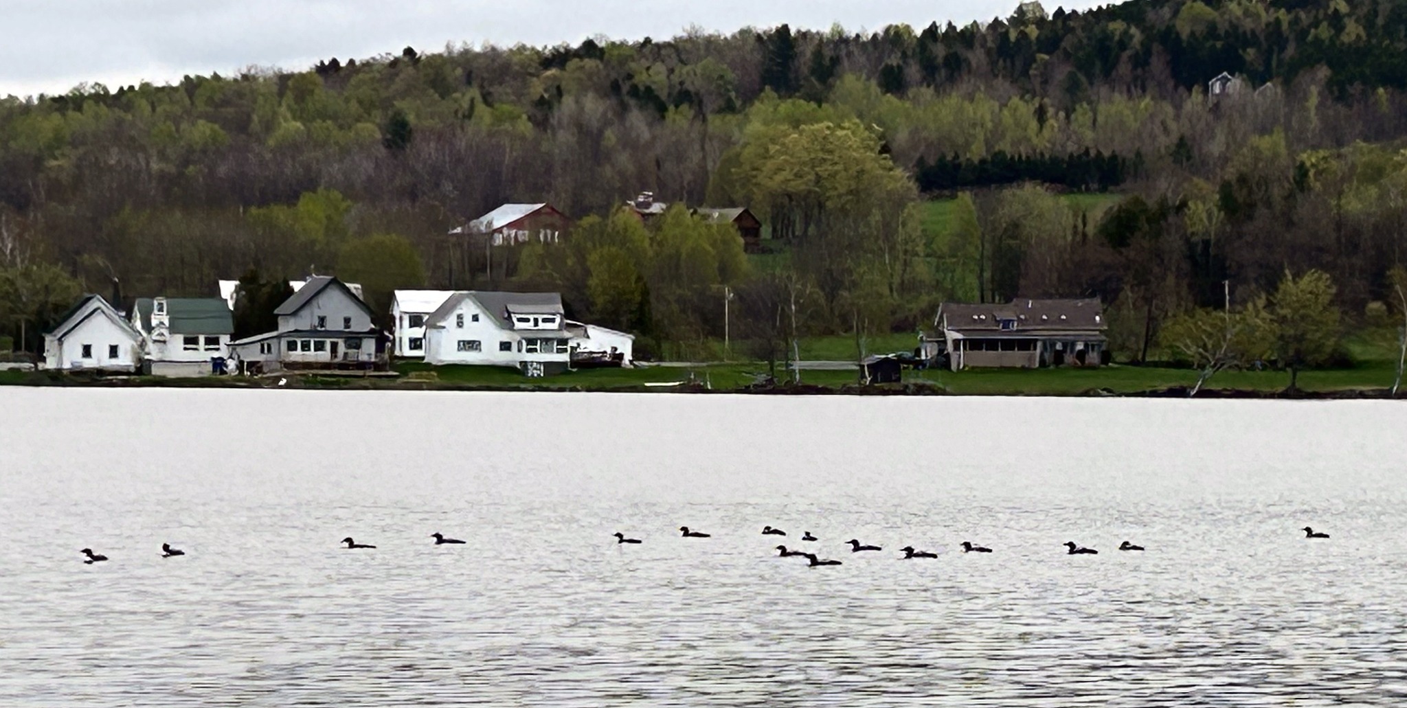 Vermont - 74 Common Loons Spotted on Lake Elmore on May 10. Loon ...