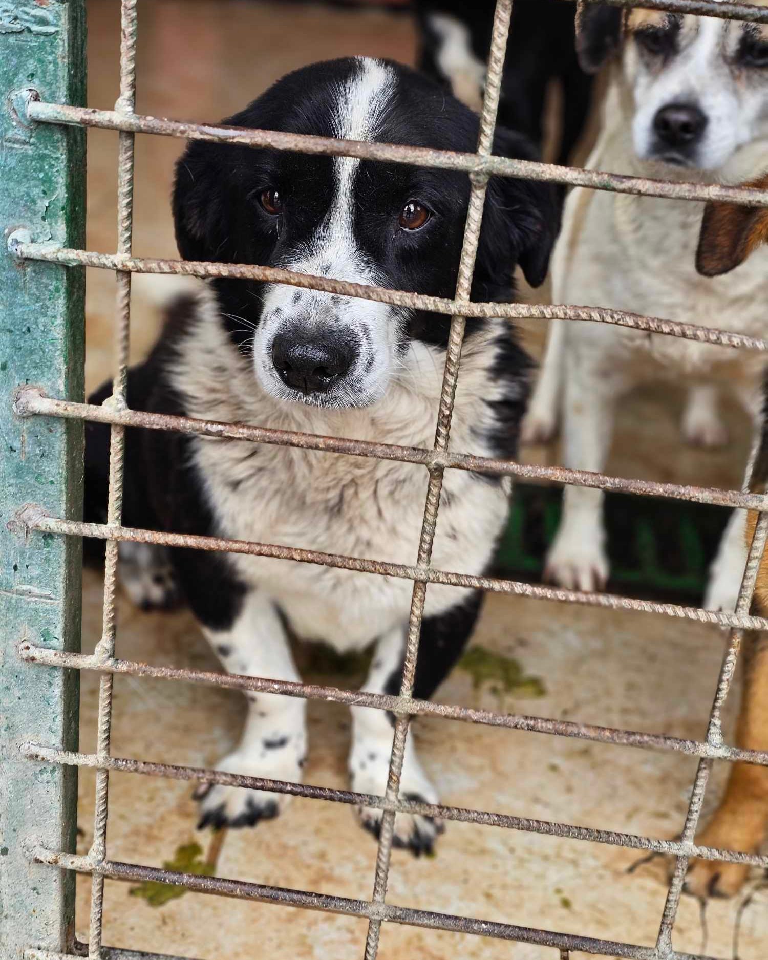 Romanian Rescue Appeal