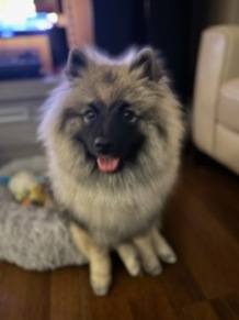 Trang cá nhân của NINYO A.S - Wolfspitz/ Keeshond - hodowla FCI