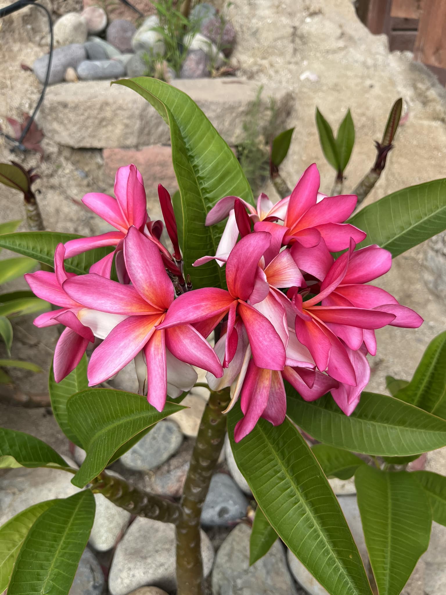 観葉植物 カリフォルニアサリー ピンクのプルメリア