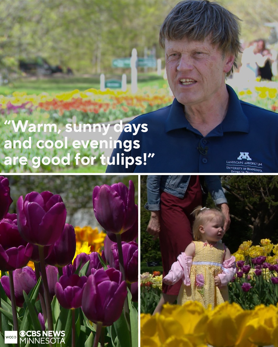 WCCO - “IT’S GORGEOUS!“ - Tulips are in bloom at the Minnesota ...